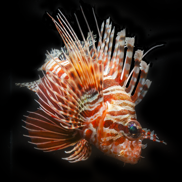 Pteroin mombasae, one of the banned species that has not become invasive.